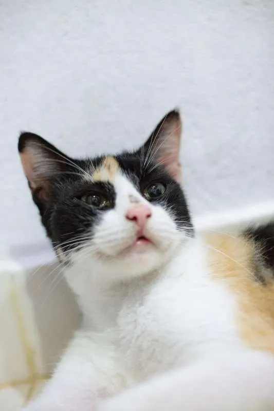 Gato raça SRD idade 7 a 11 meses nome Mila