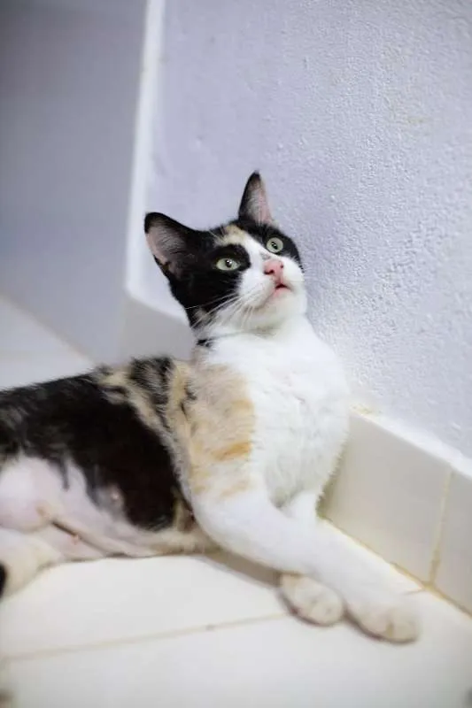 Gato raça SRD idade 7 a 11 meses nome Mila