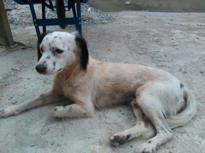 Cachorro ra a Vira lata idade 2 a 6 meses nome Nenhum