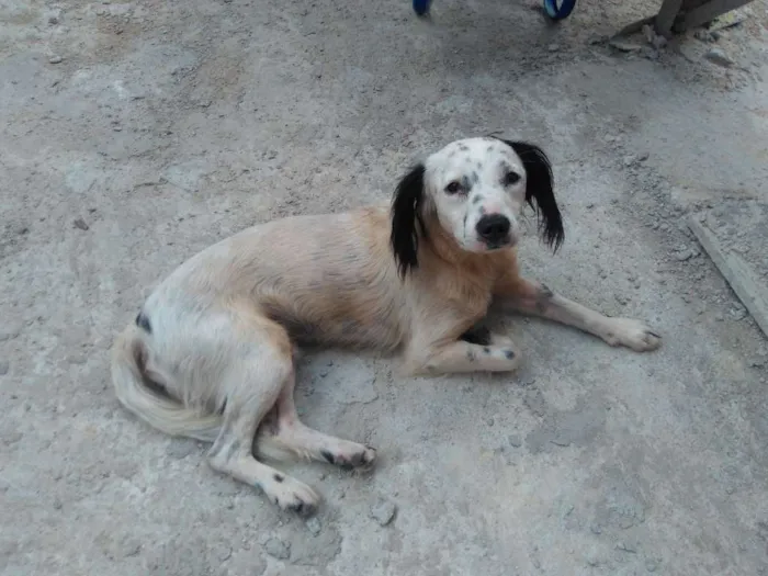 Cachorro ra a Vira lata idade 2 a 6 meses nome Nenhum