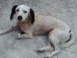 Cachorro raça Vira lata idade 2 a 6 meses nome Nenhum