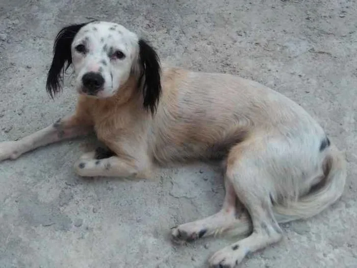Cachorro ra a Vira lata idade 2 a 6 meses nome Nenhum