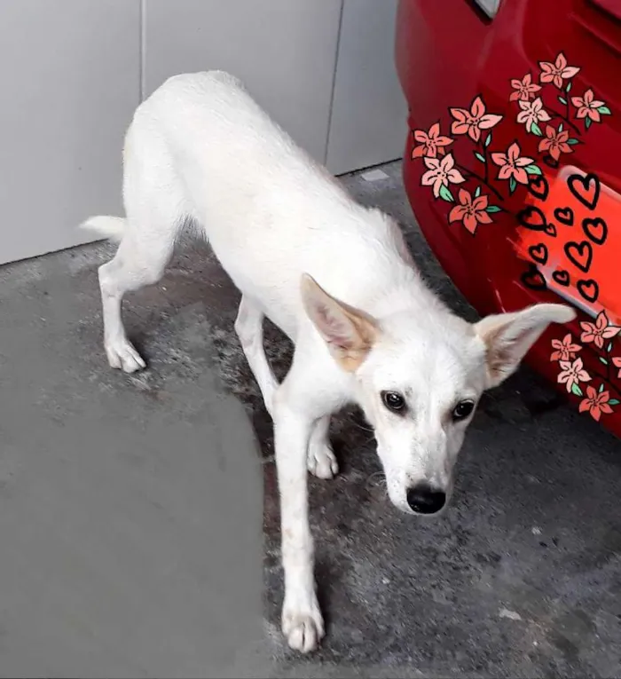 Cachorro ra a Srd idade 7 a 11 meses nome Spayk