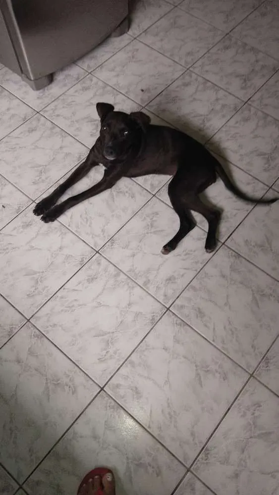 Cachorro ra a Indefinido idade 2 a 6 meses nome Shuri