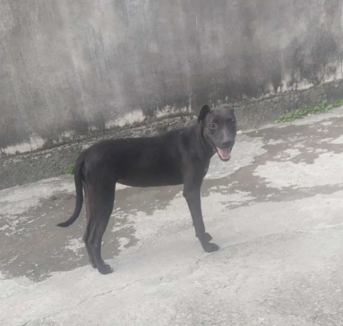 Cachorro ra a Indefinido idade 2 a 6 meses nome Shuri