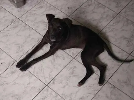 Cachorro ra a Indefinido idade 2 a 6 meses nome Shuri