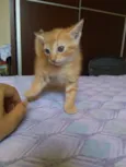 Tigresa