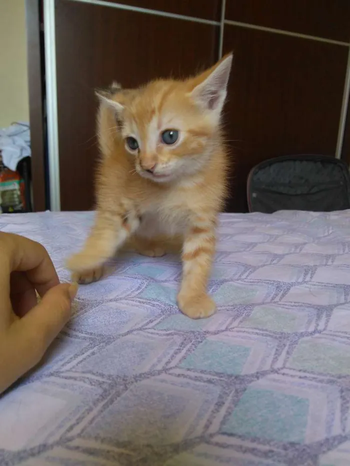Gato raça Vira lata idade Abaixo de 2 meses nome Tigresa