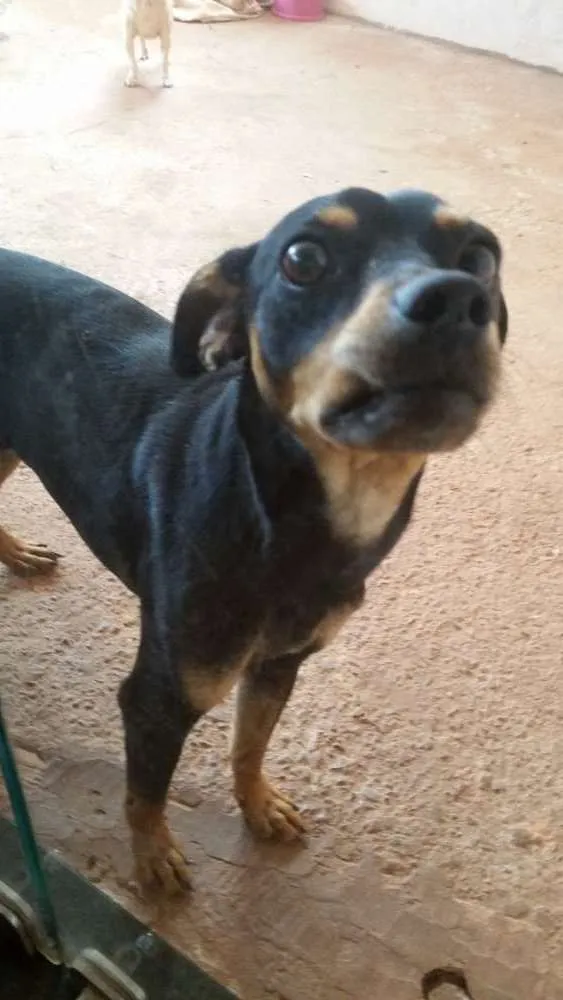 Cachorro ra a Pintsher idade 2 anos nome Coquinho