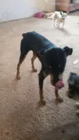 Coquinho