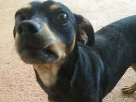 Cachorro ra a Pintsher idade 2 anos nome Coquinho