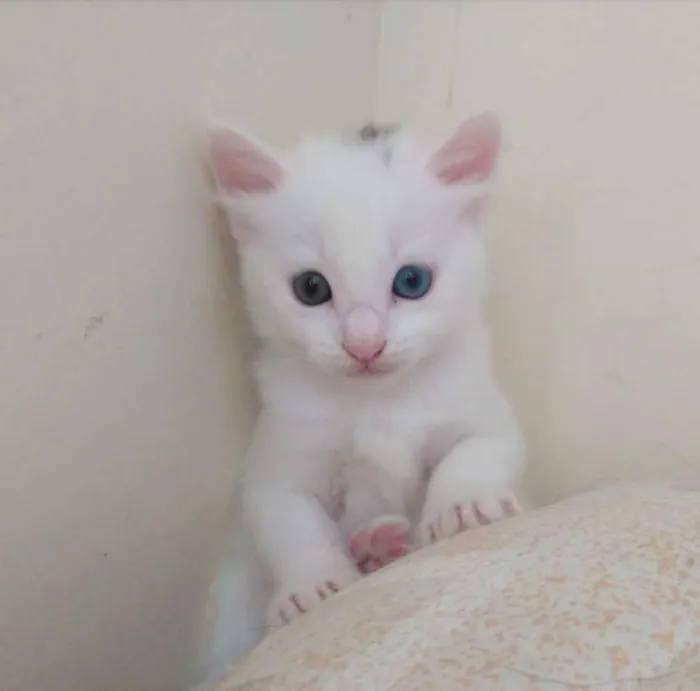 Gato raça Vira lata idade Abaixo de 2 meses nome Névoa