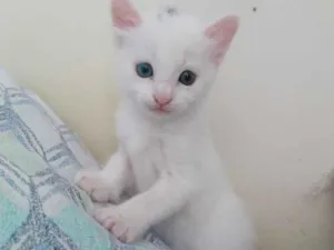 Gato raça Vira lata idade Abaixo de 2 meses nome Névoa