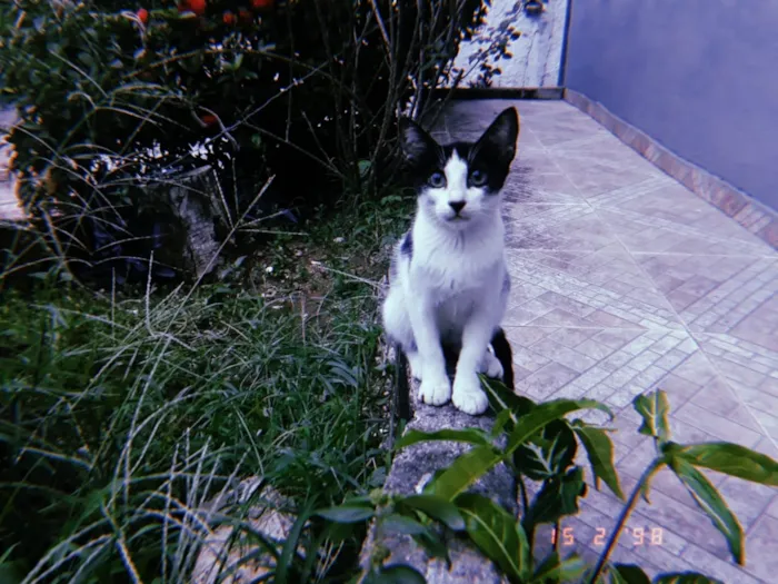 Gato ra a  idade 2 a 6 meses nome Sem nome