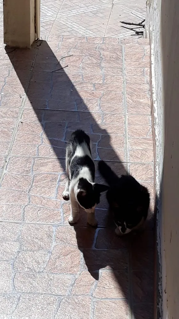 Gato ra a  idade 2 a 6 meses nome Sem nome