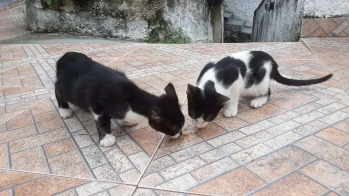 Gato ra a  idade 2 a 6 meses nome Sem nome