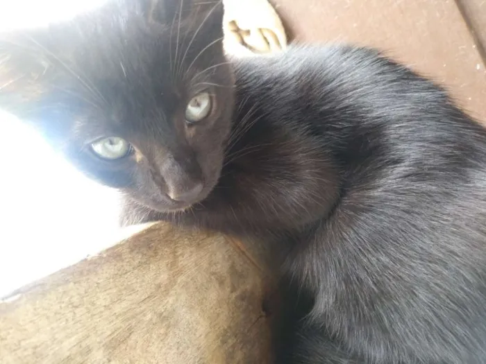 Gato raça Não tem idade Abaixo de 2 meses nome Black