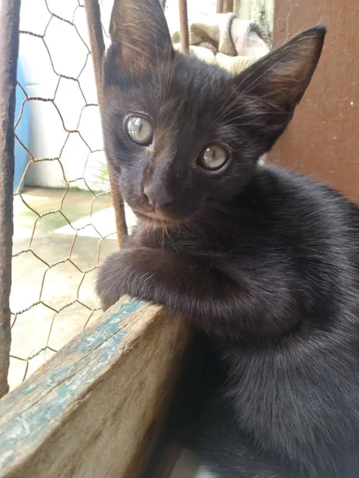 Gato raça Não tem idade Abaixo de 2 meses nome Black