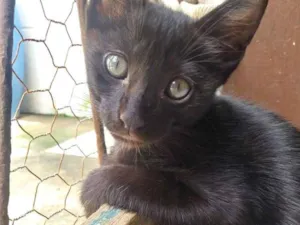 Gato raça Não tem idade Abaixo de 2 meses nome Black