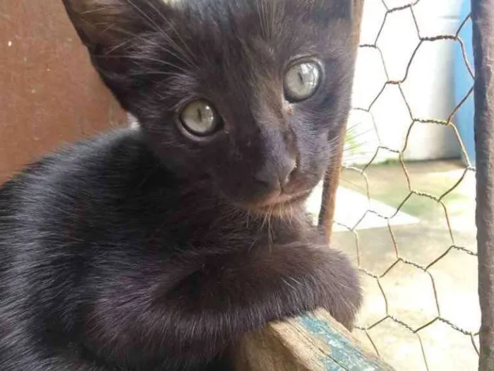 Gato raça Não tem idade Abaixo de 2 meses nome Black