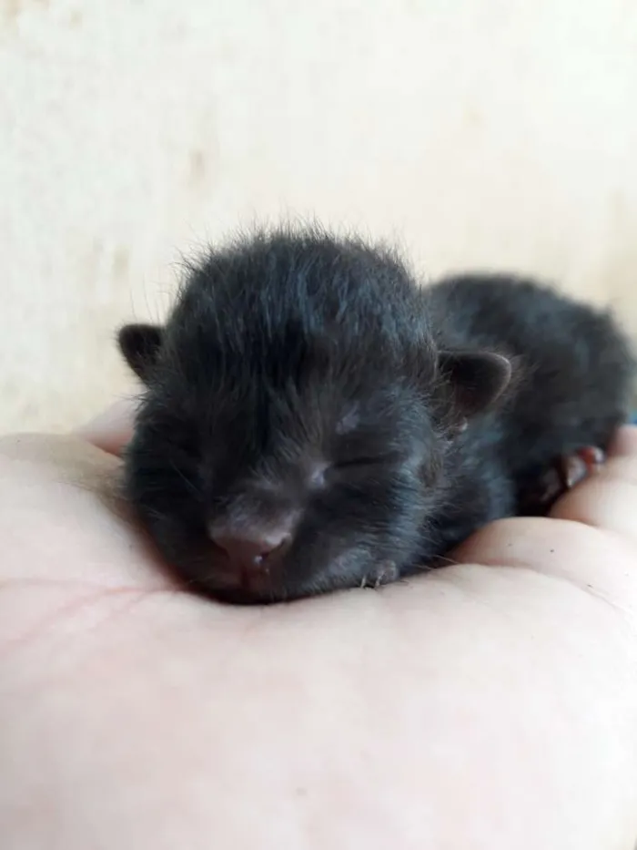 Gato ra a Não sei idade Abaixo de 2 meses nome Sem nome