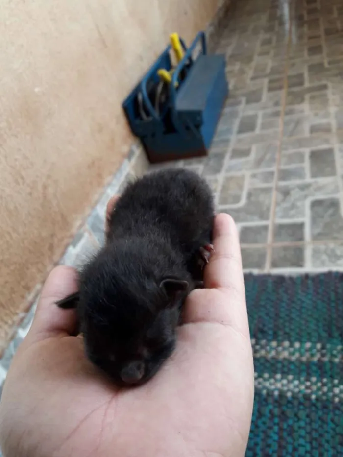 Gato ra a Não sei idade Abaixo de 2 meses nome Sem nome