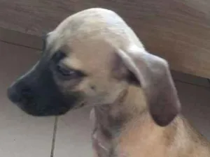 Cachorro raça Mestiça/vira lata idade 2 a 6 meses nome Gamora