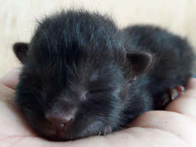 Gato ra a Não sei idade Abaixo de 2 meses nome Sem nome