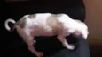 Morrozinho