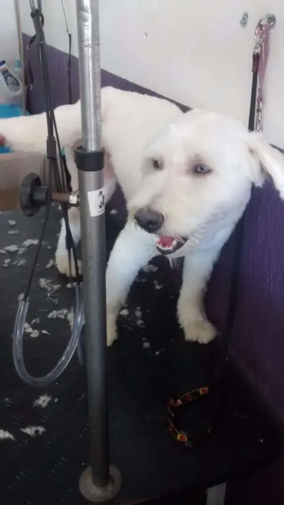 Cachorro ra a Não sei idade 7 a 11 meses nome Gibbs