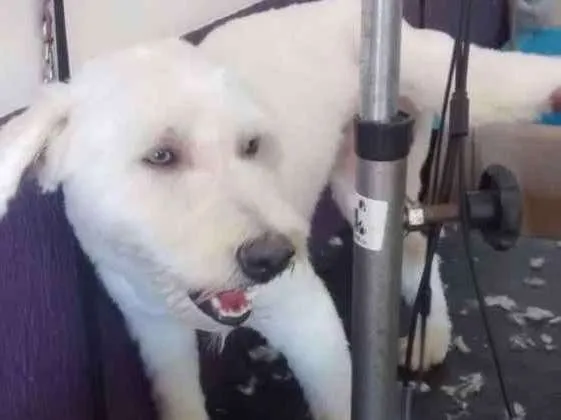 Cachorro ra a Não sei idade 7 a 11 meses nome Gibbs