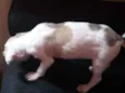 Morrozinho