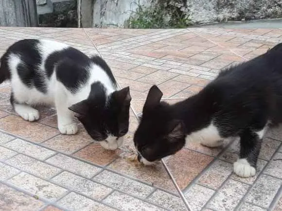 Gato ra a  idade 2 a 6 meses nome Sem nome