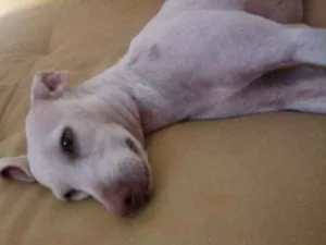 Cachorro raça Indefinida idade 7 a 11 meses nome Não definido