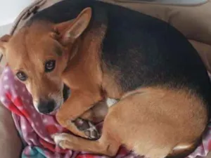 Cachorro raça SRD idade 6 ou mais anos nome Francisco