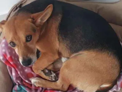 Cachorro raça SRD idade 6 ou mais anos nome Francisco