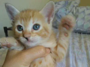 Gato raça Vira lata idade Abaixo de 2 meses nome Tigresa