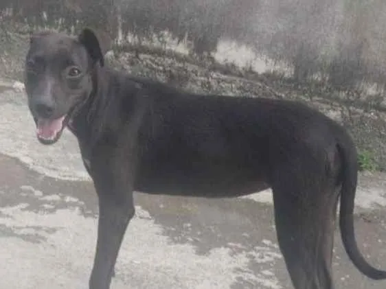 Cachorro ra a Indefinido idade 2 a 6 meses nome Shuri