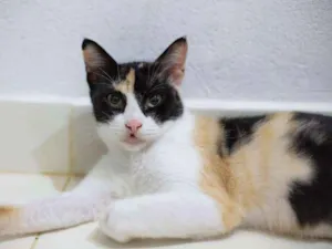 Gato raça SRD idade 7 a 11 meses nome Mila