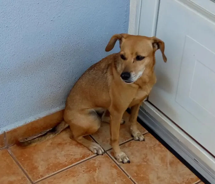 Cachorro ra a srd idade 6 ou mais anos nome Belinha