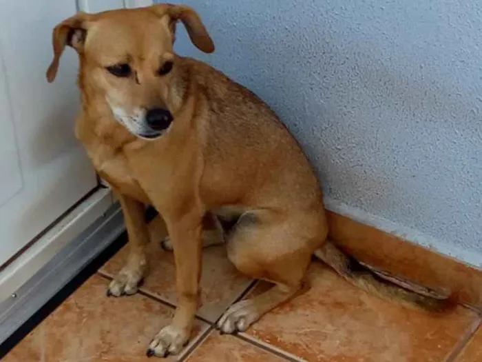 Cachorro ra a srd idade 6 ou mais anos nome Belinha