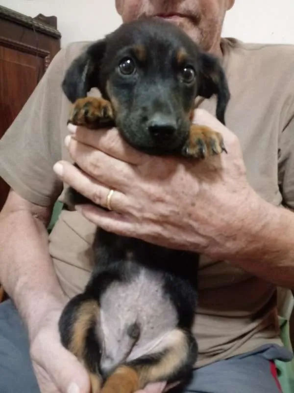 Cachorro ra a SRD idade Abaixo de 2 meses nome Sem nome