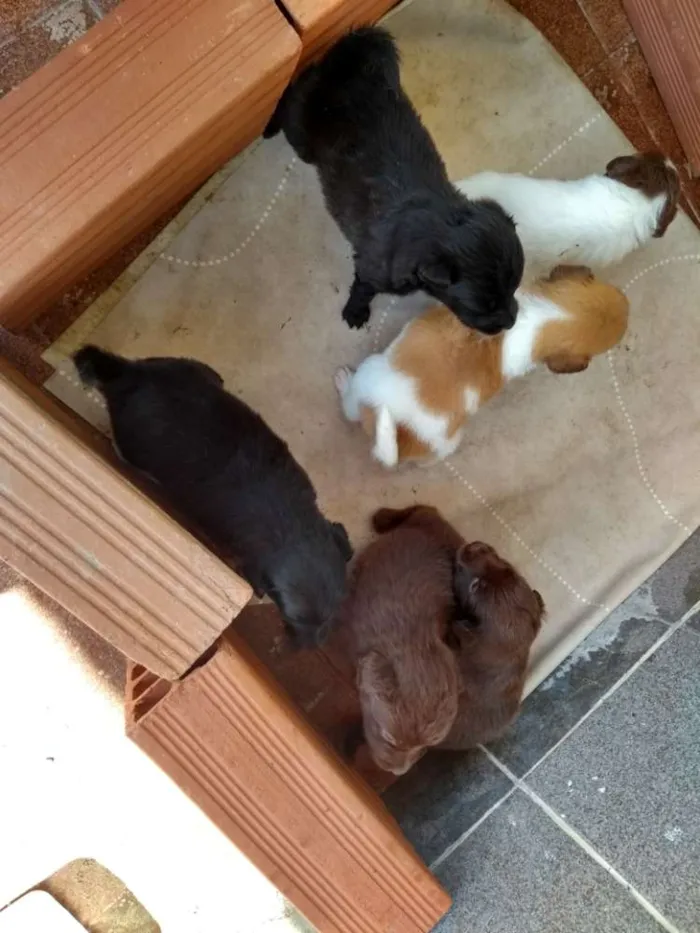 Cachorro raça Vira lata idade Abaixo de 2 meses nome Não tem 