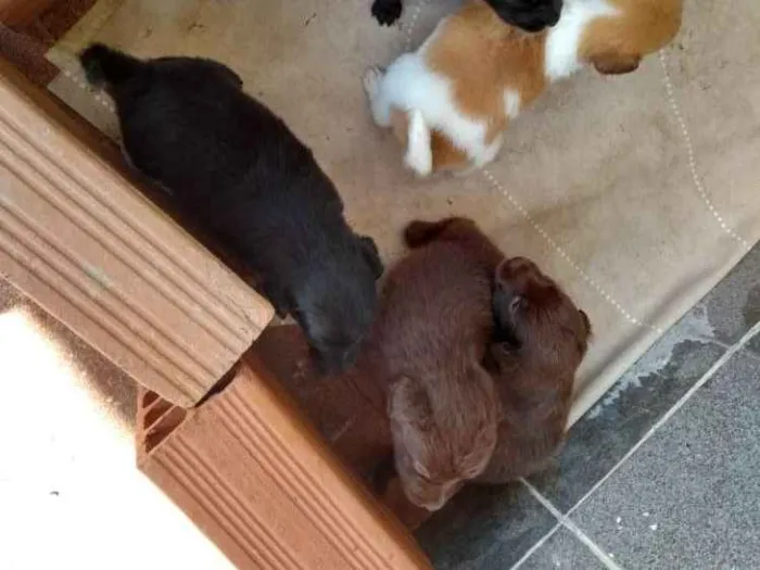 Cachorro raça Vira lata idade Abaixo de 2 meses nome Não tem 