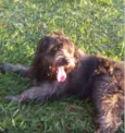 Belinha e BB King