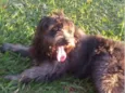 Belinha e BB King