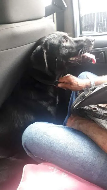Cachorro ra a Labrador idade 7 a 11 meses nome Apollo
