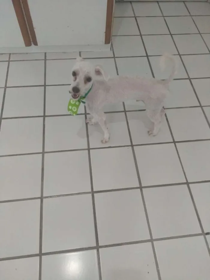 Cachorro ra a Poodle idade 7 a 11 meses nome Ninho