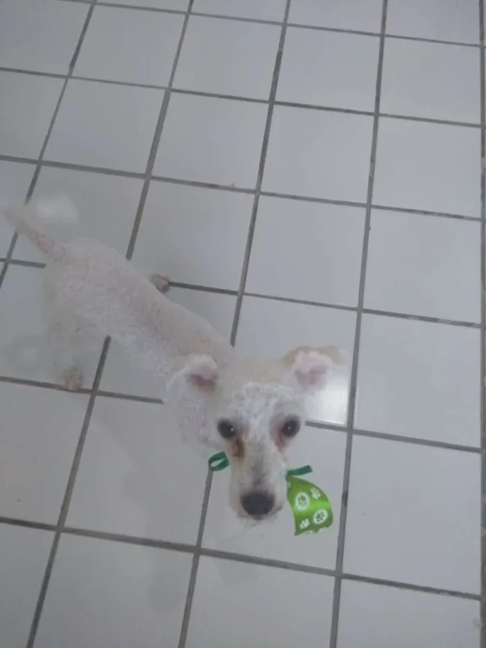 Cachorro ra a Poodle idade 7 a 11 meses nome Ninho