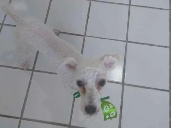 Cachorro ra a Poodle idade 7 a 11 meses nome Ninho